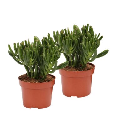 Crassula ovata “Hobbit”