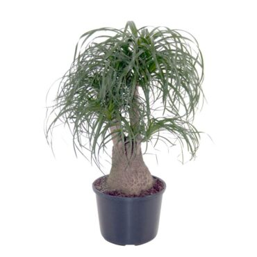 Beaucarnea Recurvata