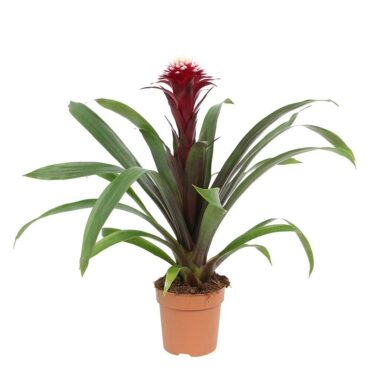 Bromelia Guzmania “Hope” con vaso rosso