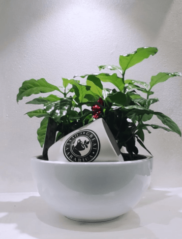 Pianta caffè arabica in vaso tazza nero