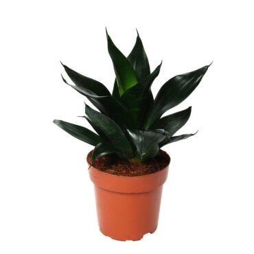 Sansevieria Trifasciata