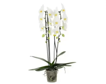 Orchidea Phalaenopsis bianco a cascata 2 rami